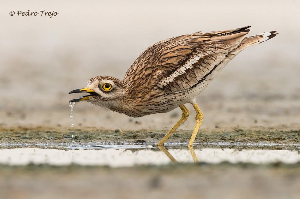 Alcaravan (Burhinus oedicnemus)